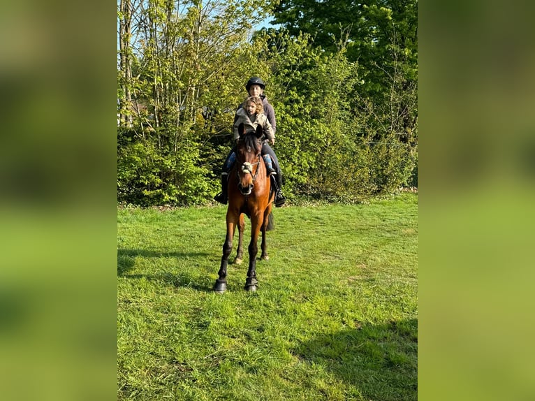 Belgijski koń sportowy Wałach 8 lat 167 cm Gniada in Tessenderlo