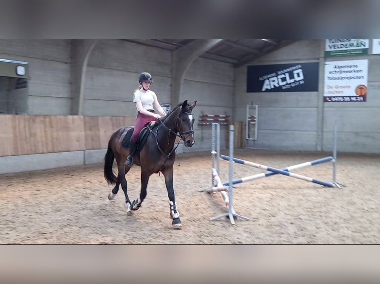 Belgijski koń sportowy Wałach 9 lat 170 cm Ciemnogniada in Wervik