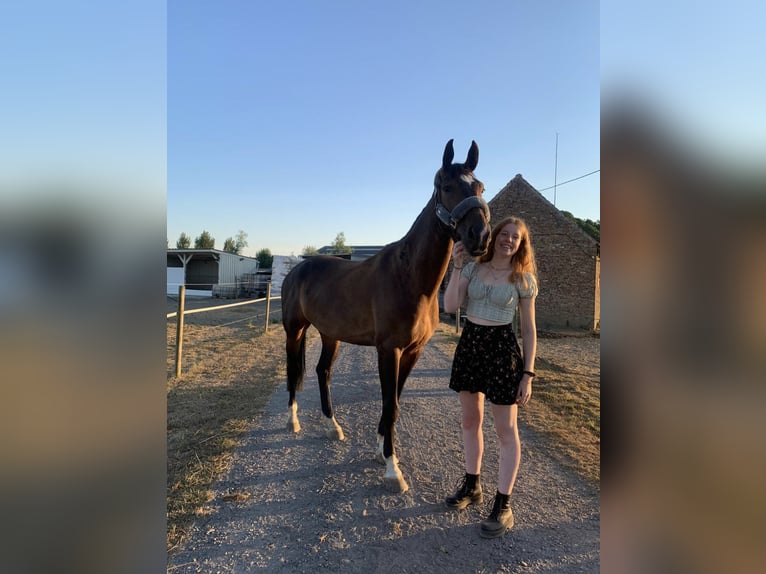 Belgijski koń sportowy Wałach 9 lat 170 cm Ciemnogniada in Wervik