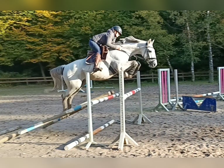 Belgijski koń sportowy Wałach 10 lat 166 cm Siwa in Braunschweig