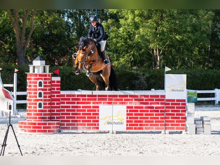 Belgijski koń sportowy Wałach 10 lat 173 cm Gniada in Skwierzyna