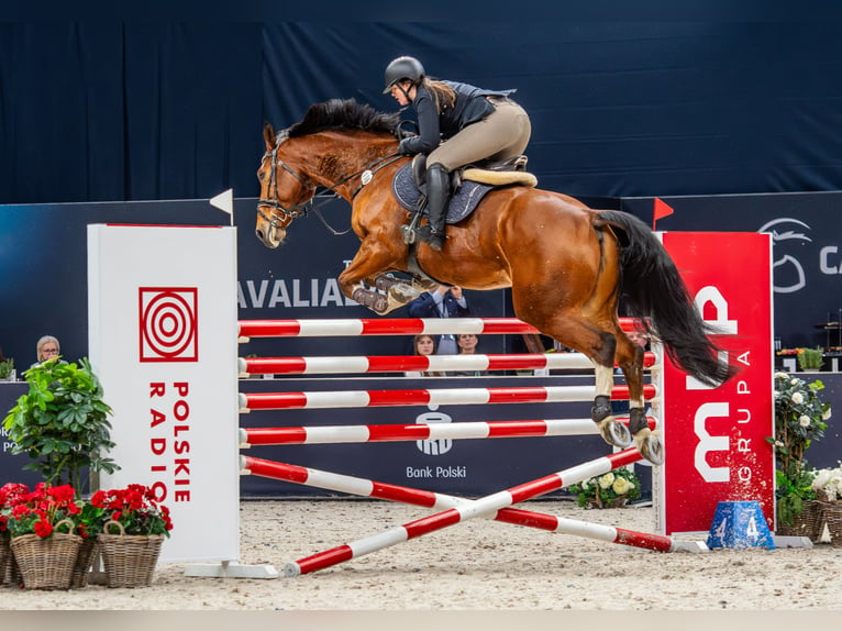 Belgijski koń sportowy Wałach 10 lat 173 cm Gniada in Skwierzyna