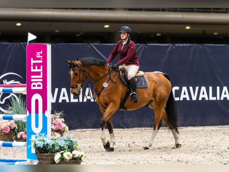 Belgijski koń sportowy Wałach 10 lat 173 cm Gniada in Skwierzyna