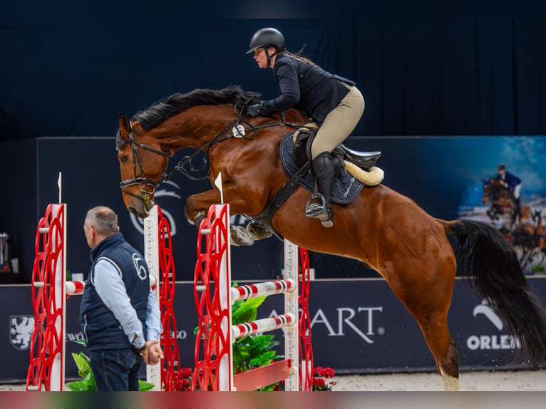 Belgijski koń sportowy Wałach 10 lat 173 cm Gniada in Skwierzyna