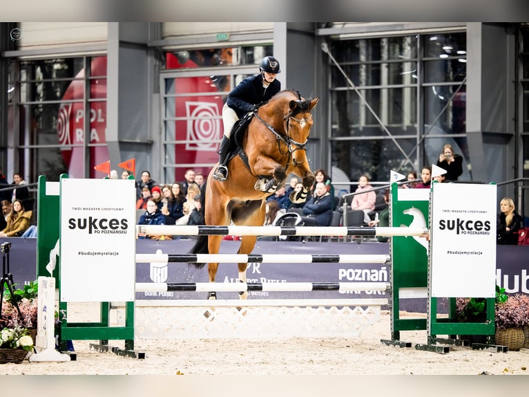 Belgijski koń sportowy Wałach 10 lat 173 cm Gniada in Skwierzyna