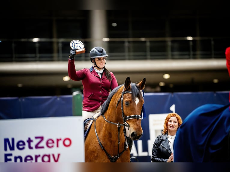 Belgijski koń sportowy Wałach 10 lat 173 cm Gniada in Skwierzyna