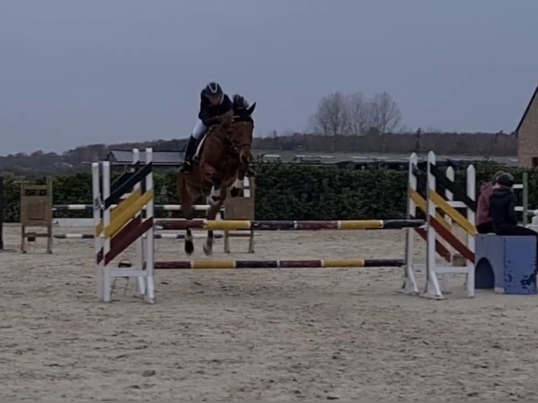 Belgijski koń sportowy Wałach 12 lat 178 cm Gniada in Hargnies