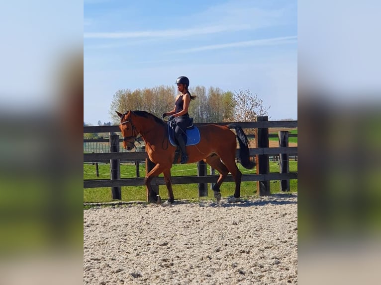 Belgijski koń sportowy Wałach 12 lat 178 cm Gniada in Hargnies