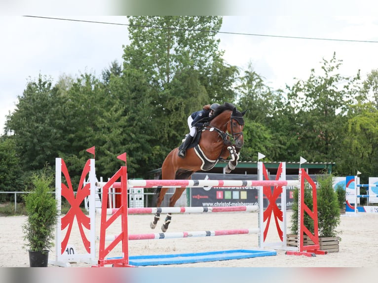 Belgijski koń sportowy Wałach 13 lat 172 cm Jasnogniada in Neunkirchen/Saar