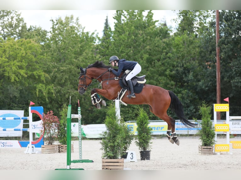 Belgijski koń sportowy Wałach 13 lat 172 cm Jasnogniada in Neunkirchen/Saar