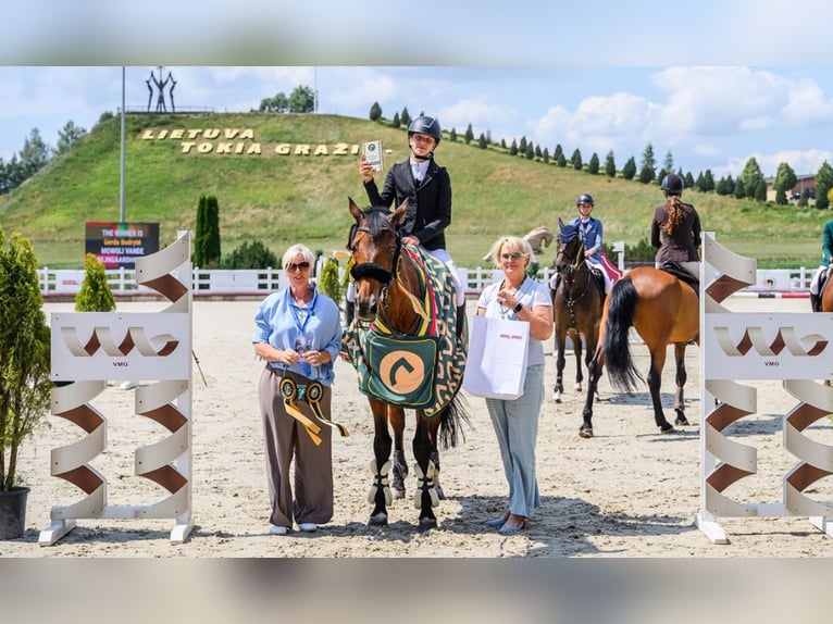 Belgijski koń sportowy Mix Wałach 16 lat 165 cm Ciemnokasztanowata in Kaunas