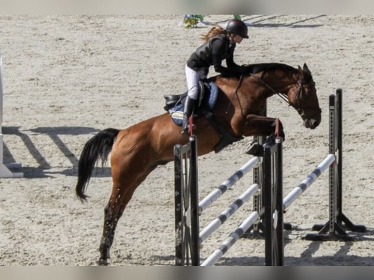 Belgijski koń sportowy Mix Wałach 16 lat 165 cm Ciemnokasztanowata in Kaunas