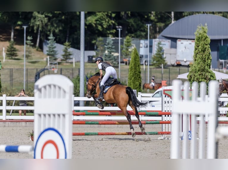 Belgijski koń sportowy Mix Wałach 16 lat 165 cm Ciemnokasztanowata in Kaunas