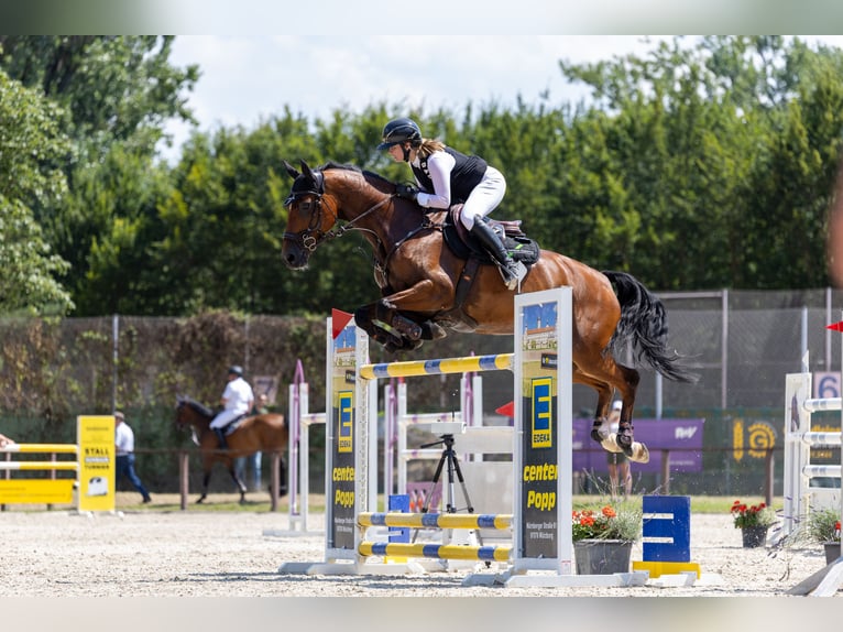 Belgijski koń sportowy Wałach 16 lat 171 cm Ciemnogniada in Schlitz