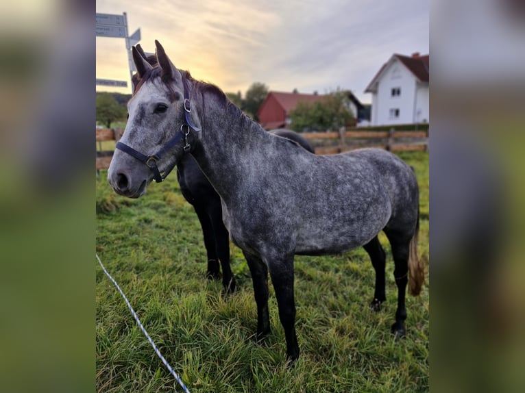 Belgijski koń sportowy Wałach 4 lat 150 cm Siwa in Hünfeld