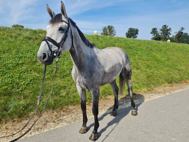 Belgijski koń sportowy Wałach 7 lat 173 cm Siwa in Landensberg