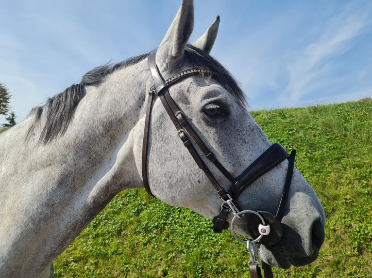 Belgijski koń sportowy Wałach 7 lat 173 cm Siwa in Landensberg