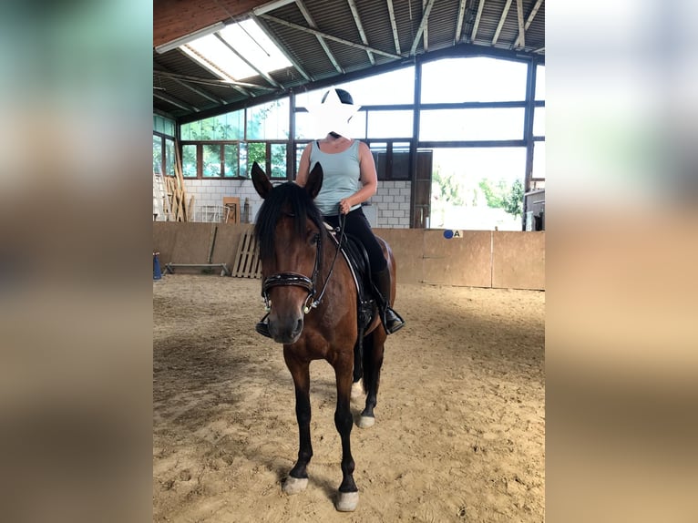 Belgijski koń sportowy Wałach 8 lat 165 cm Gniada in Otterstadt