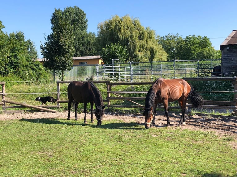 Belgijski koń sportowy Wałach 8 lat 165 cm Gniada in Otterstadt