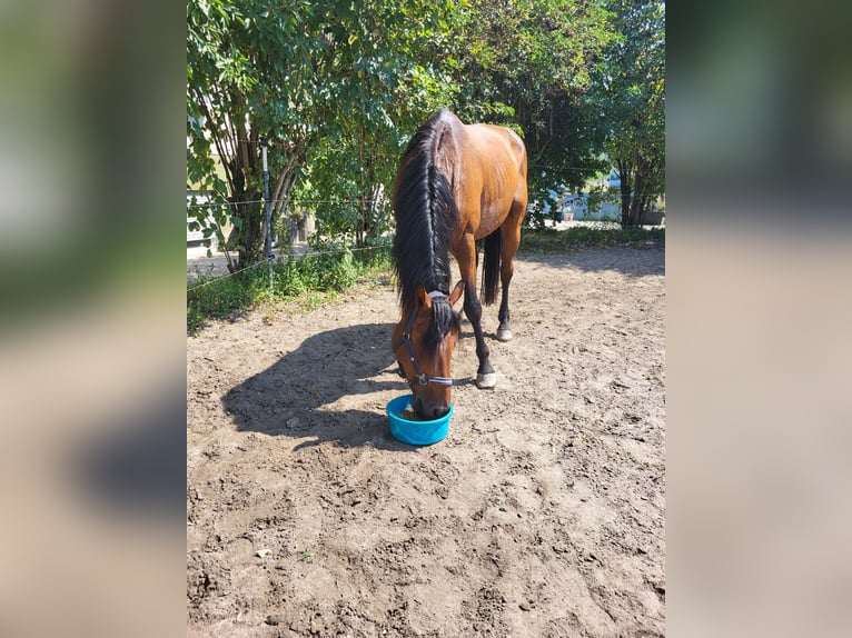 Belgijski koń sportowy Wałach 8 lat 165 cm Gniada in Otterstadt