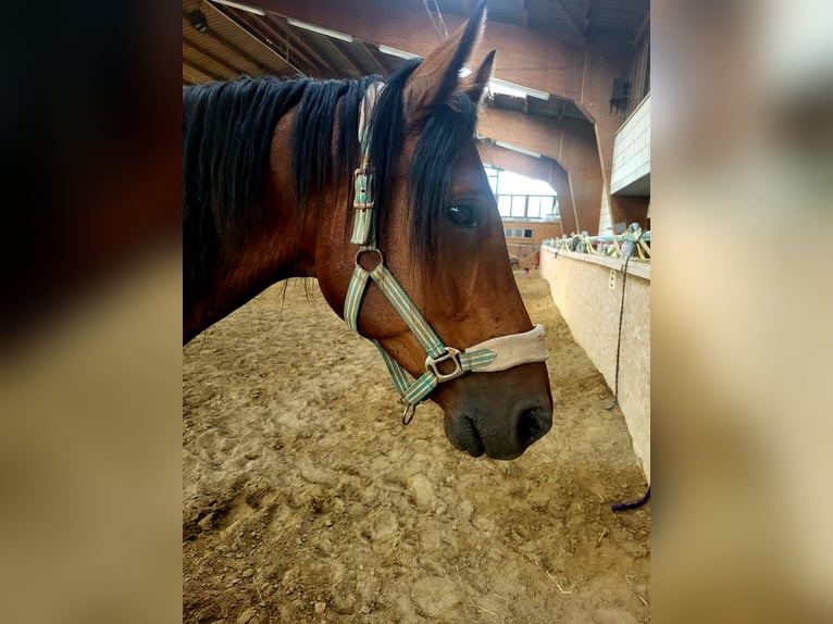 Belgijski koń sportowy Wałach 8 lat 165 cm Gniada in Otterstadt