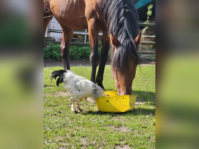 Belgijski koń sportowy Wałach 8 lat 165 cm Gniada in Otterstadt