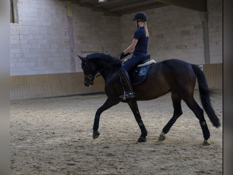 Belgijski koń sportowy Wałach 9 lat 168 cm Ciemnogniada in Großostheim