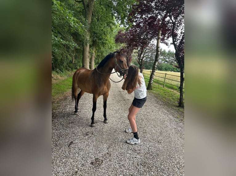 Belgijski wierzchowy Klacz 10 lat 146 cm Gniada in Berlaar