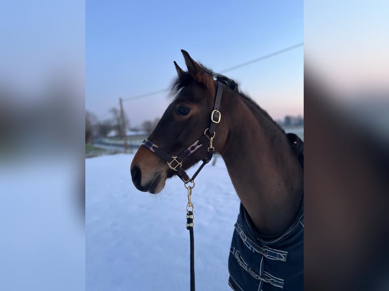 Belgijski wierzchowy Klacz 10 lat 146 cm Gniada in Berlaar