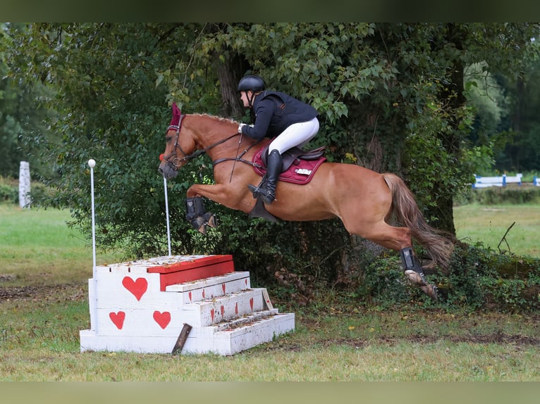 Belgijski wierzchowy Klacz 10 lat 146 cm Kasztanowata in Ilsfeld