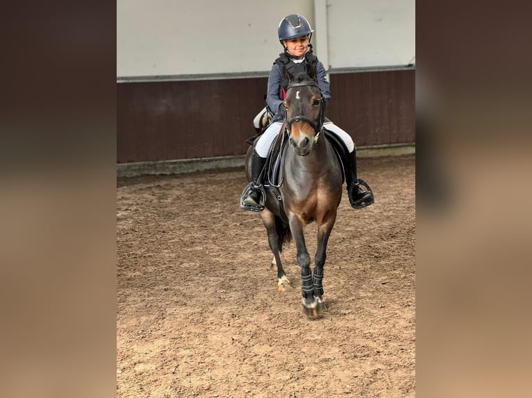 Belgijski wierzchowy Klacz 12 lat 116 cm  in GROTE-BROGEL