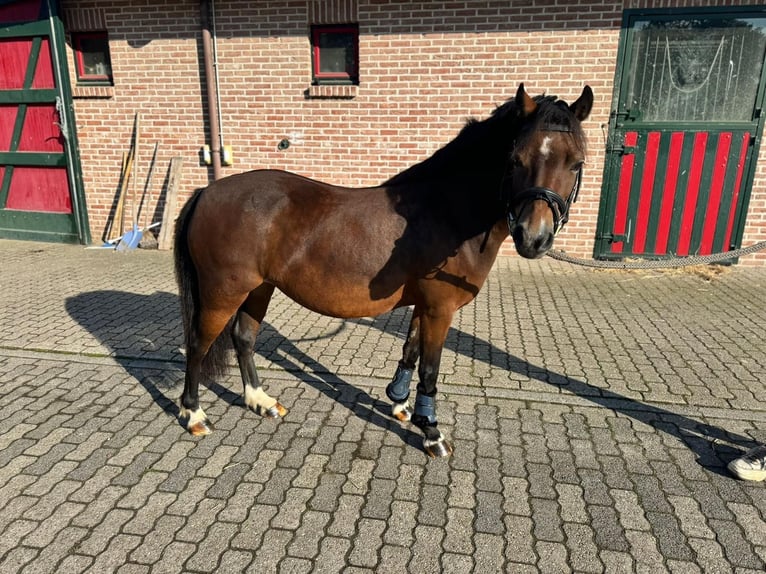 Belgijski wierzchowy Klacz 12 lat 116 cm  in GROTE-BROGEL