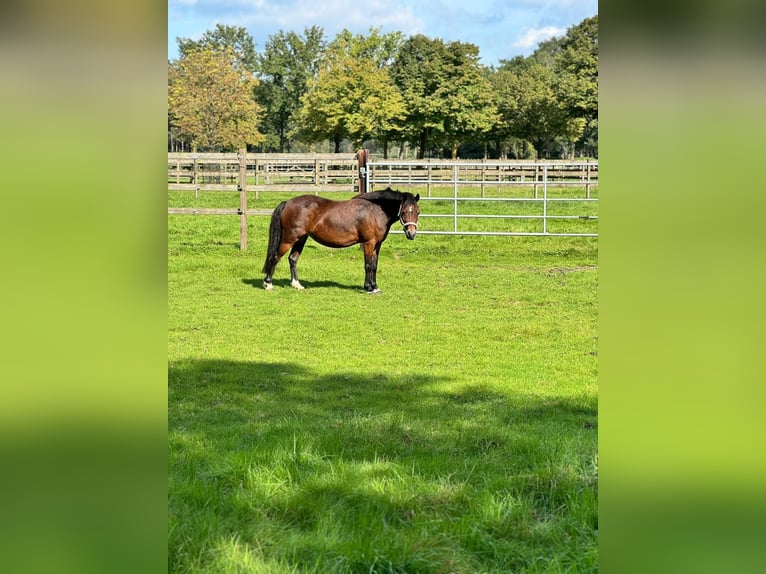 Belgijski wierzchowy Klacz 12 lat 116 cm  in GROTE-BROGEL
