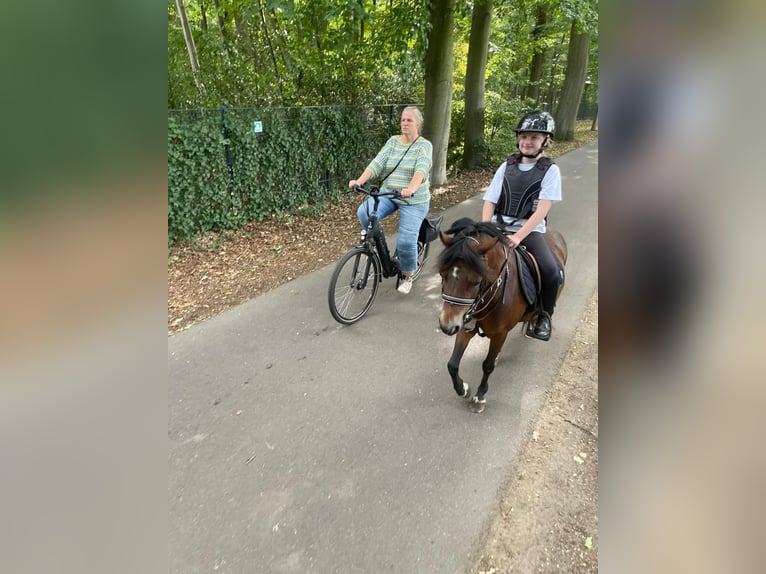 Belgijski wierzchowy Klacz 12 lat 116 cm  in GROTE-BROGEL