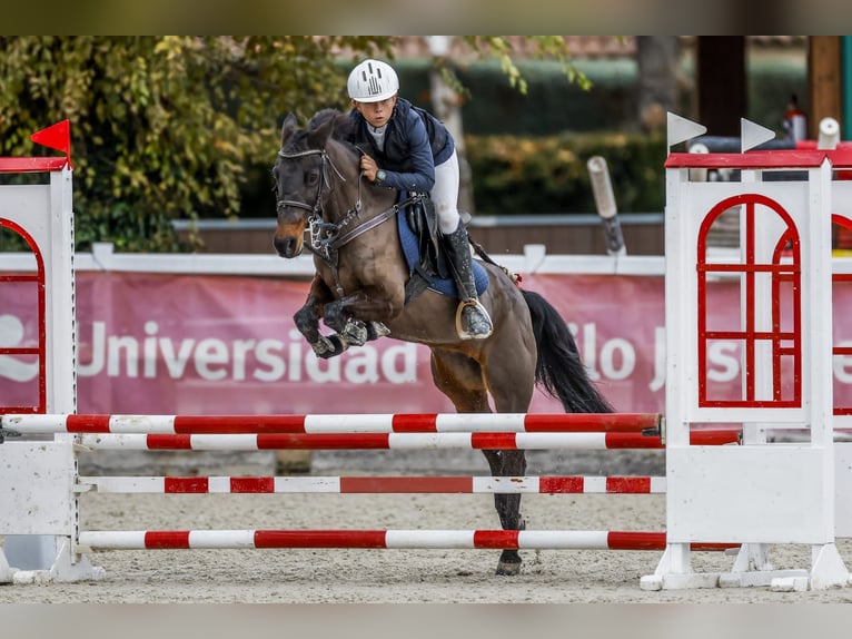 Belgijski wierzchowy Klacz 12 lat 130 cm Ciemnogniada in Sant Fruitos De Bages