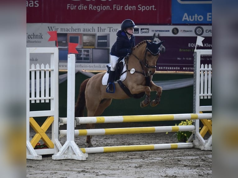 Belgijski wierzchowy Klacz 13 lat 131 cm Ciemnokasztanowata in Uedem