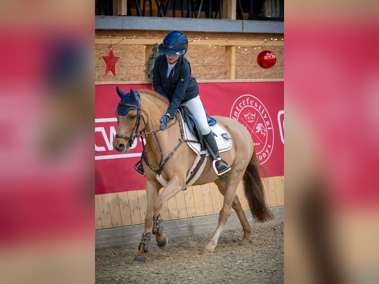 Belgijski wierzchowy Klacz 13 lat 131 cm Ciemnokasztanowata in Uedem