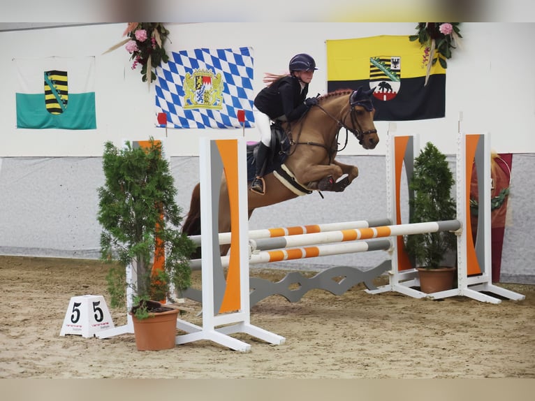 Belgijski wierzchowy Klacz 13 lat 131 cm Ciemnokasztanowata in Uedem