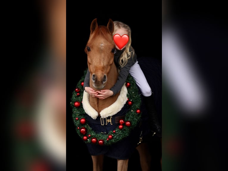 Belgijski wierzchowy Klacz 13 lat 131 cm Ciemnokasztanowata in Uedem