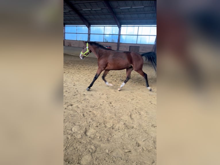 Belgijski wierzchowy Klacz 15 lat 146 cm Gniada in Paderborn