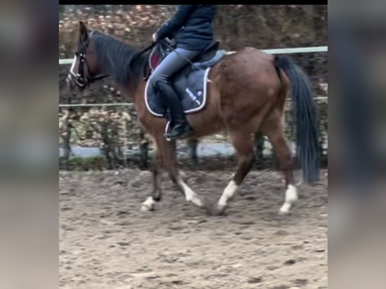 Belgijski wierzchowy Klacz 15 lat 148 cm Gniada in Norderstedt