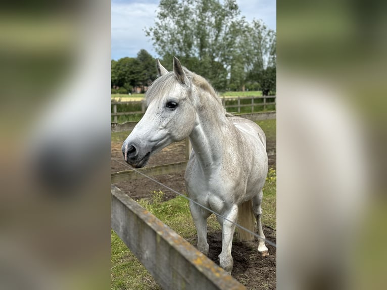 Belgijski wierzchowy Klacz 16 lat 145 cm Siwa in Sijsele