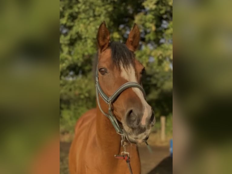 Belgijski wierzchowy Klacz 17 lat 148 cm Gniada in Norderstedt