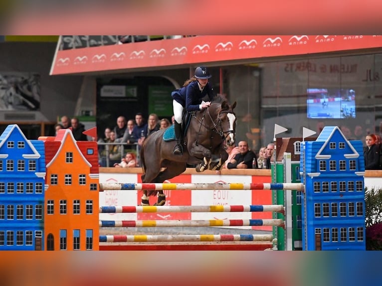 Belgijski wierzchowy Klacz 18 lat  in Diepenbeek