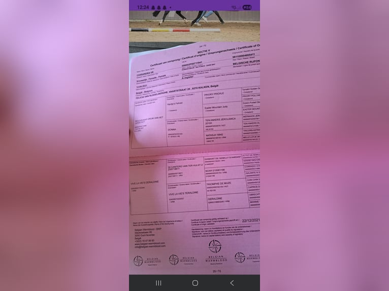 Belgijski wierzchowy Klacz 4 lat 136 cm Ciemnogniada in Wuustwezel