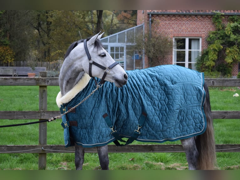 Belgijski wierzchowy Klacz 4 lat 141 cm Siwa in Baal