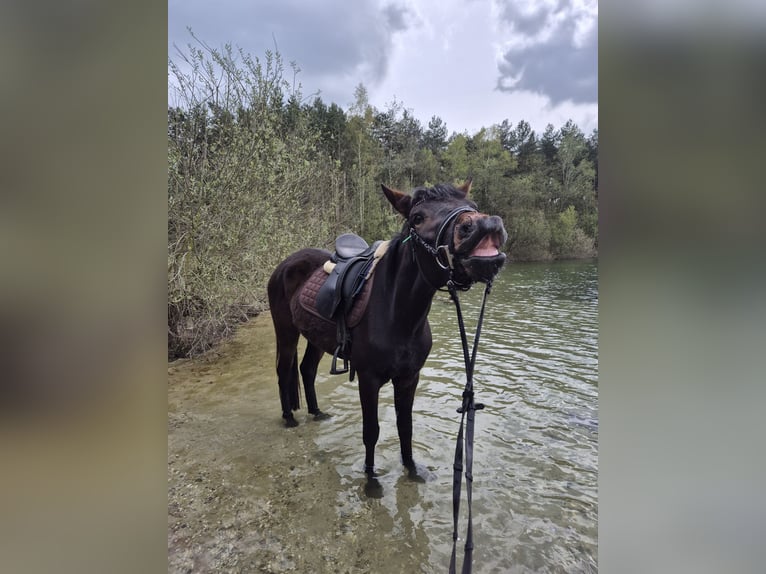 Belgijski wierzchowy Mix Klacz 4 lat 147 cm Gniada in Grote-Brogel