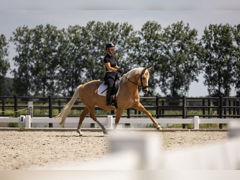 Belgijski wierzchowy Klacz 4 lat 147 cm Izabelowata in Moerbeke-Waas