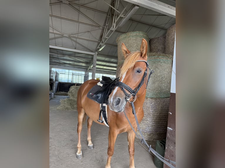 Belgijski wierzchowy Klacz 4 lat 152 cm Kasztanowata in FliedenFlieden