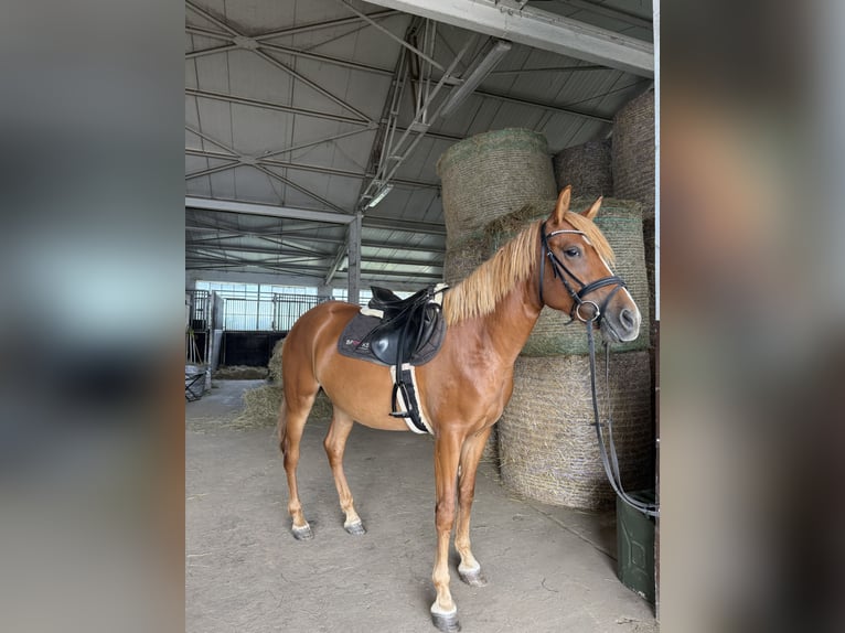 Belgijski wierzchowy Klacz 4 lat 152 cm Kasztanowata in FliedenFlieden